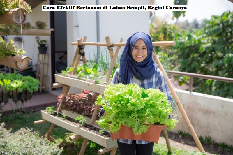 Cara Efektif Bertanam di Lahan Sempit