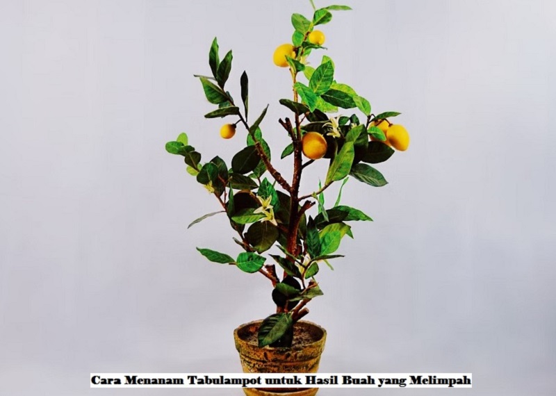 Cara Menanam Tabulampot