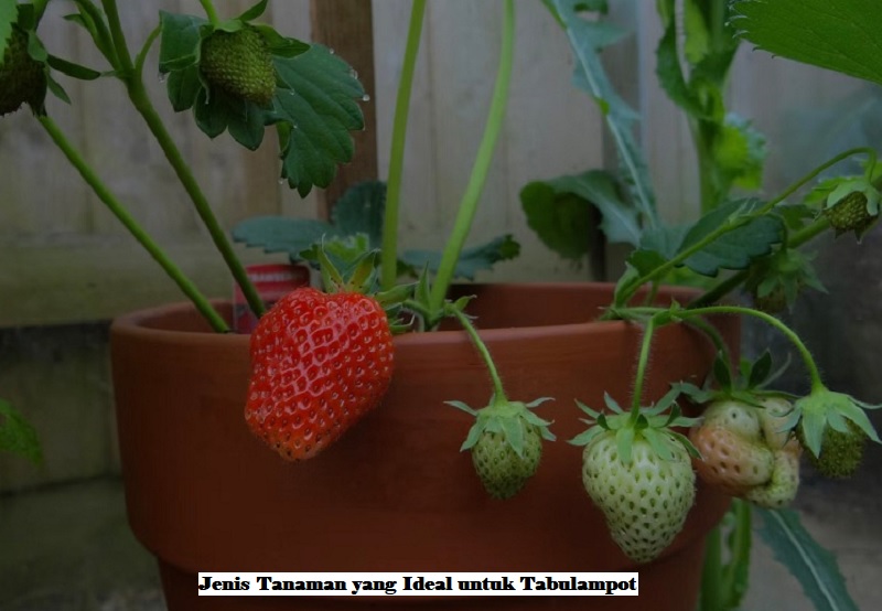 tanaman yang ideal untuk tabulampot