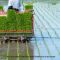 Rice Transplanter, Solusi Panen Padi Melimpah di Lahan Sempit