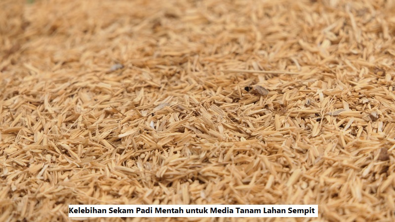 Sekam Padi Mentah untuk Media Tanam